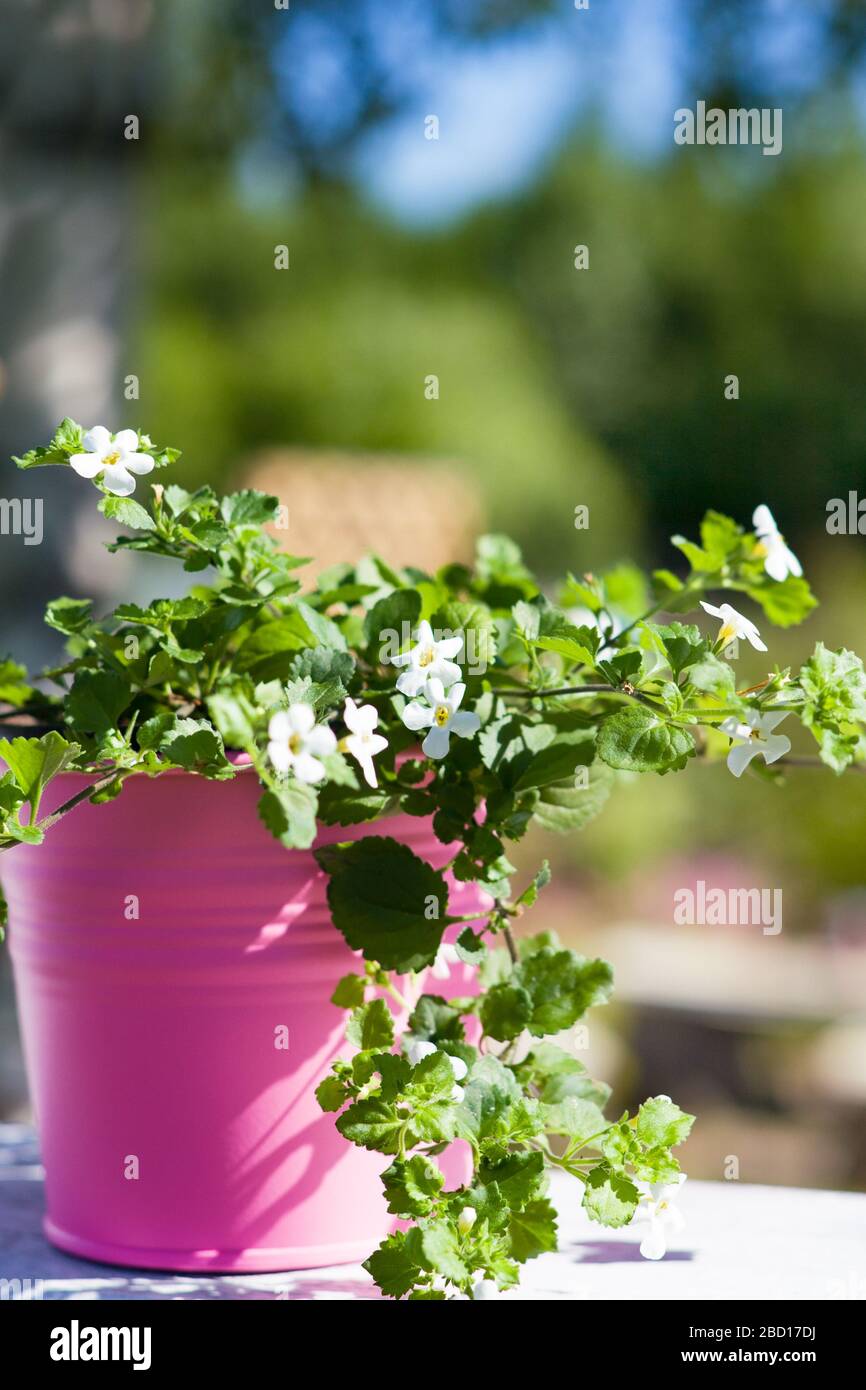 Summer garden. White flowers Bacopa (Sutera diffusus) in pink bucket in sunny day Stock Photo