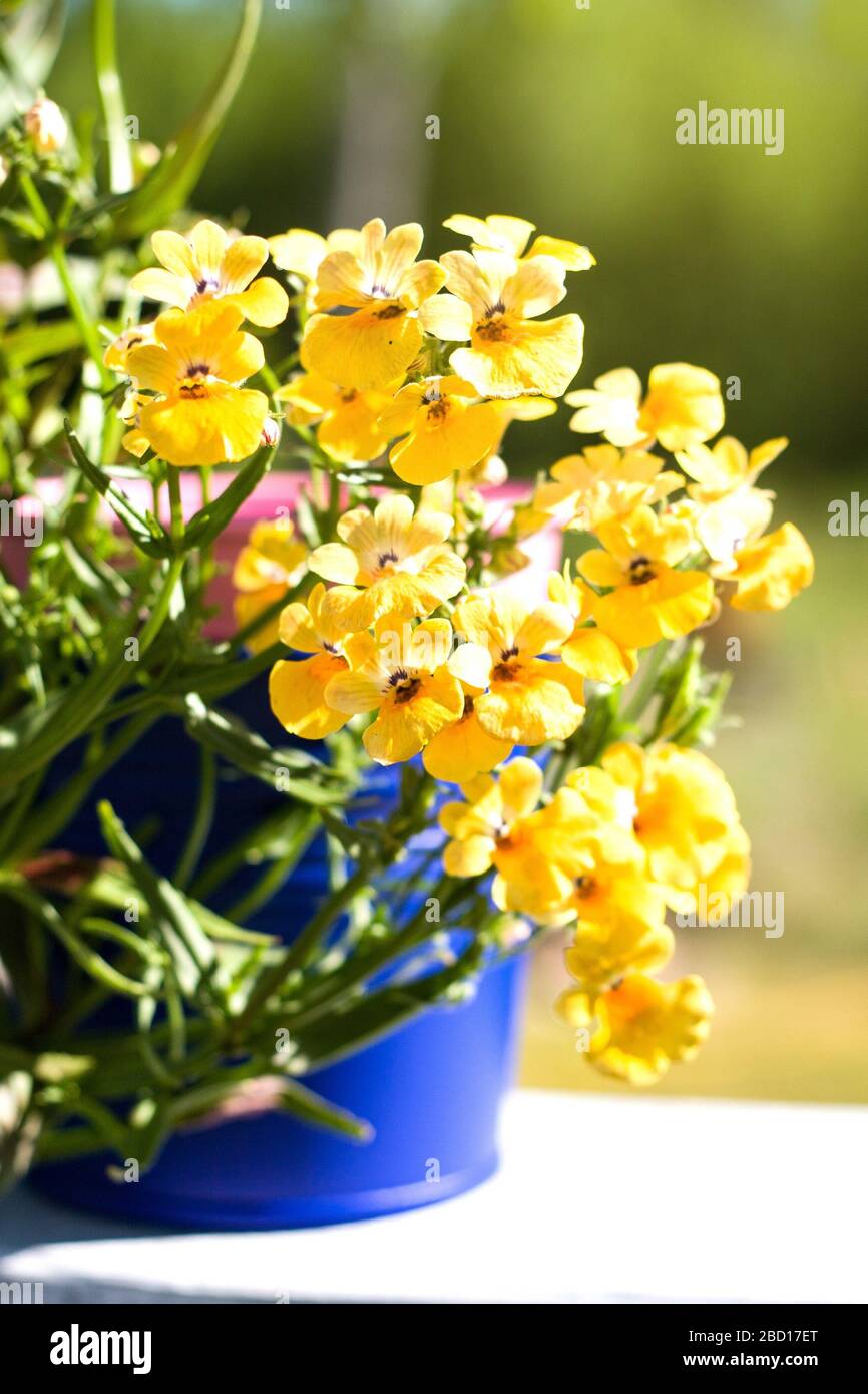 Summer garden. Orange Nemesia Strumosa or Cape Jewels flower in sunny day Stock Photo
