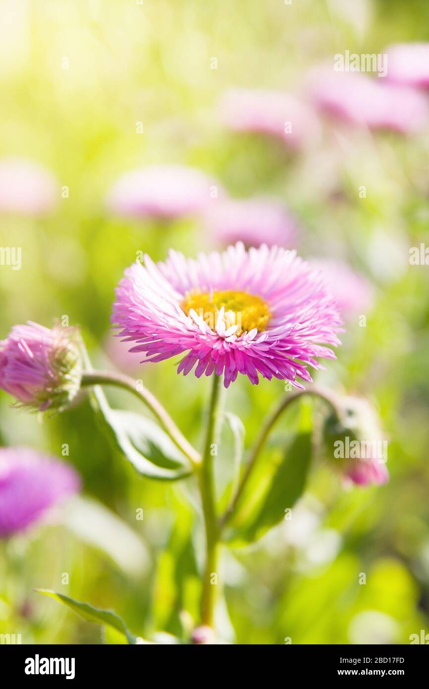 Summer garden. Erigeron Sea Breeze (seaside daisies) in sunny day Stock Photo