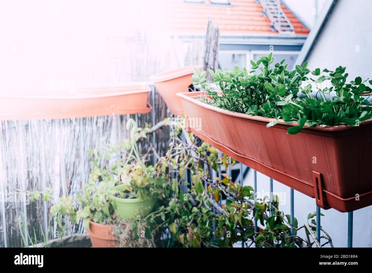 View of the urban garden on the roof top terrace Stock Photo