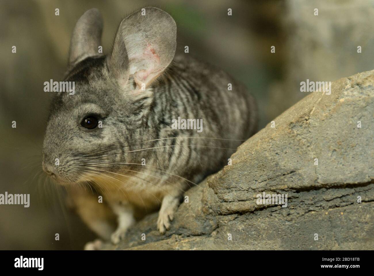Chinchilla lanigera hires stock photography and images Alamy