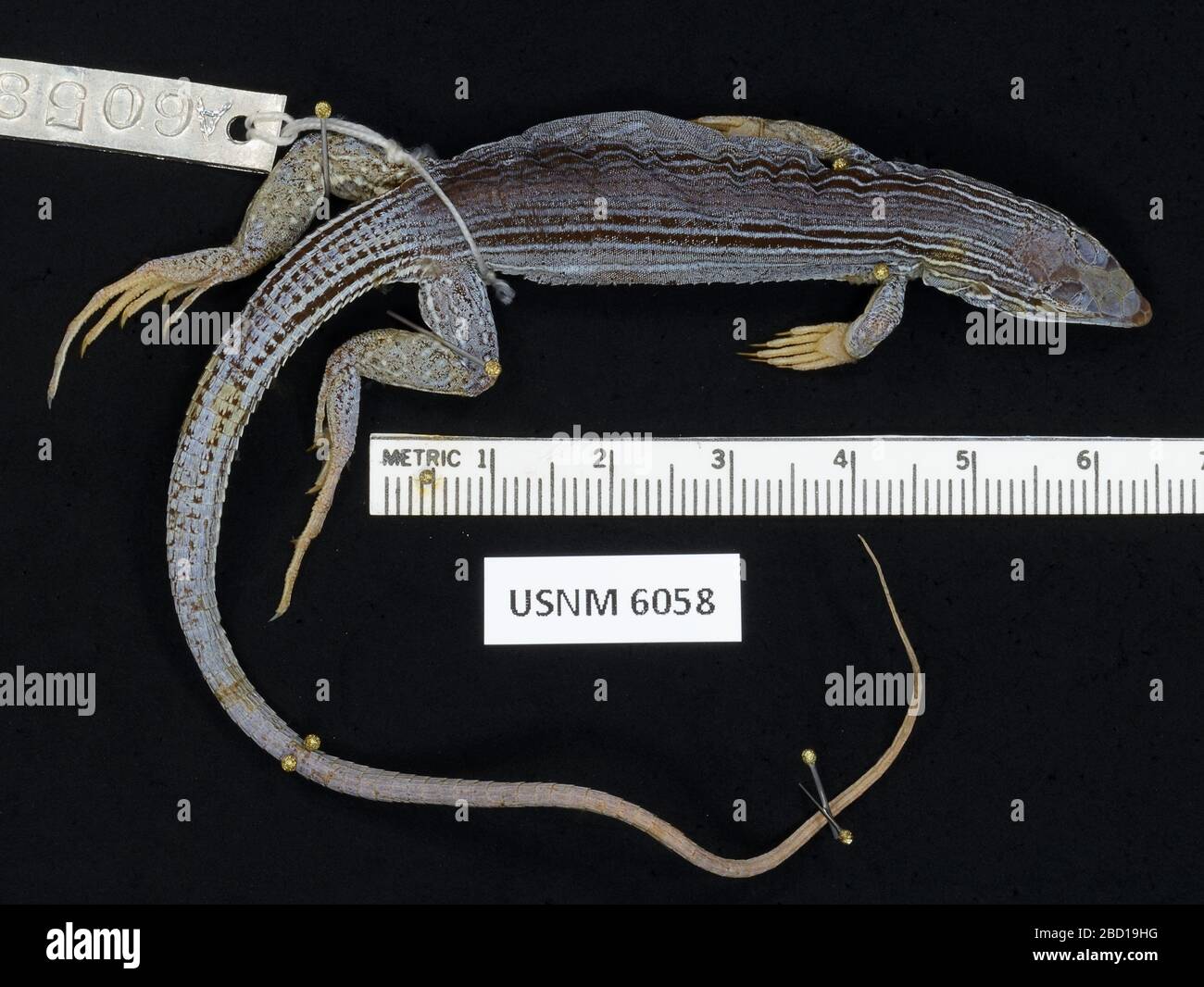 Aspidoscelis deppii. 28 Sep 20151 Aspidoscelis deppii Stock Photo Alamy