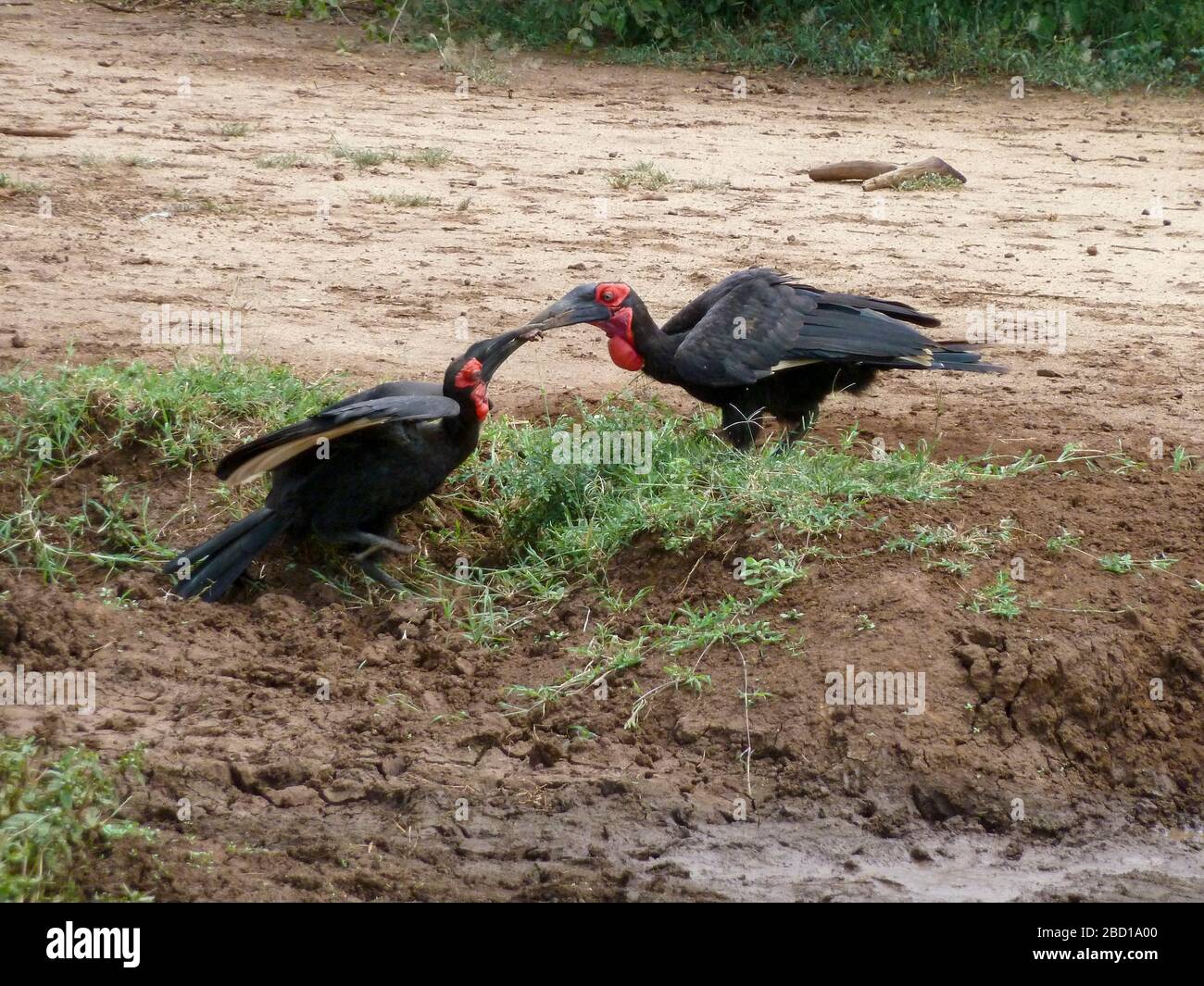 Ground hornbill (Bucorvus leadbeateri) showing the long curved bill and casque (horn on top of bill) of a hornbill. This hornbill is entirely carnivor Stock Photo