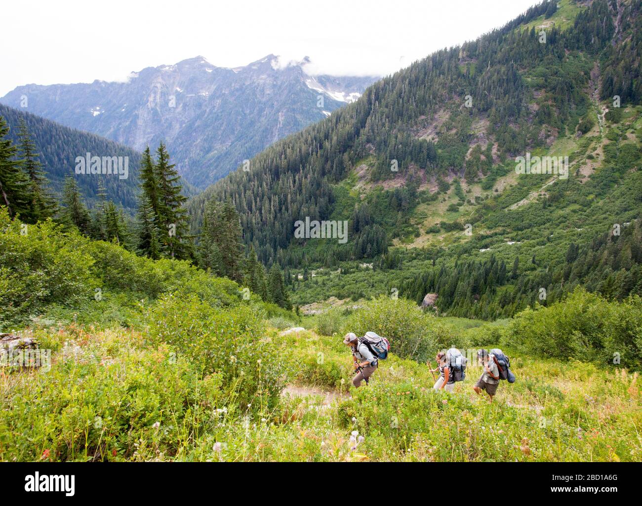 Two female and one male backpacker walk a path on a mountainside with evergreen trees in the background. Stock Photo