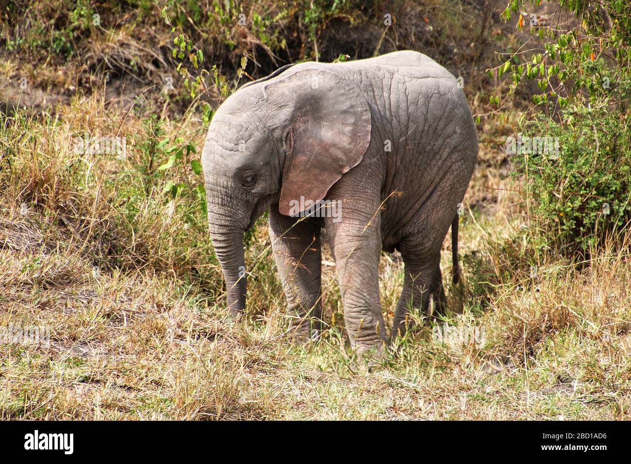 Close up of a Juvenile Elephant Photographed in Kenya Stock Photo