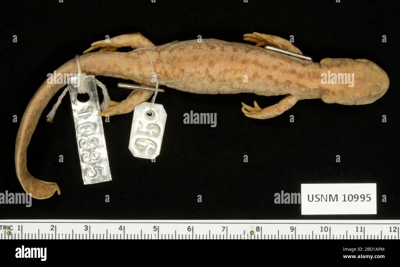 Batrachuperus pinchonii. 2 Oct 20181 Batrachuperus pinchonii Stock