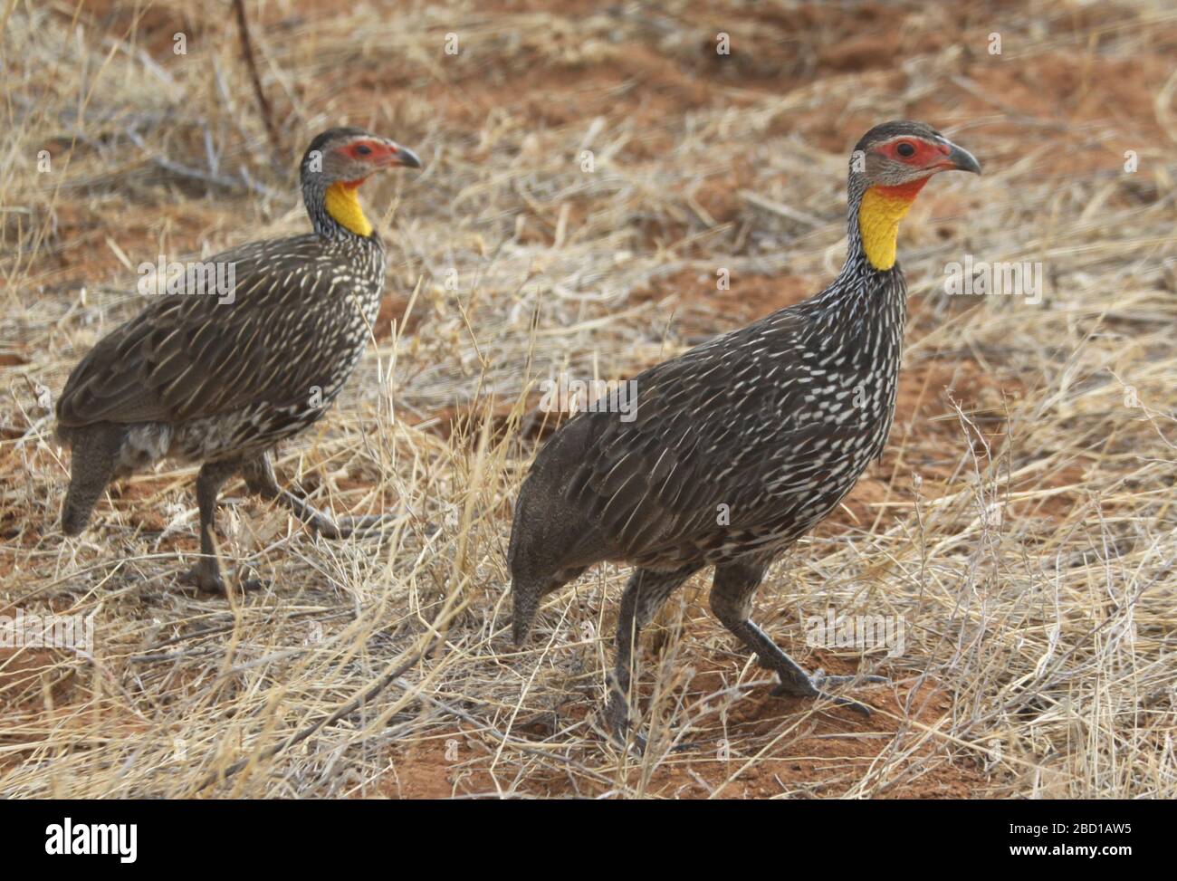 yellow-necked spurfowl or yellow-necked francolin (Pternistis leucoscepus) is a species of bird in the family Phasianidae. It is found in Djibouti, Er Stock Photo