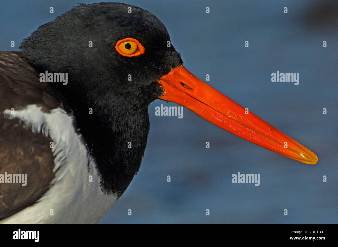 American oystercatcher closeup revealing powerful beak Stock Photo Alamy