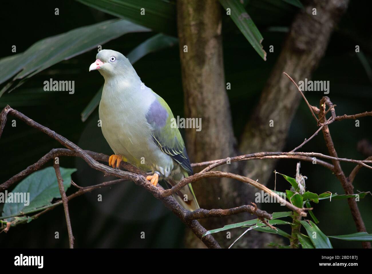 African Green Pigeon Stock Photo