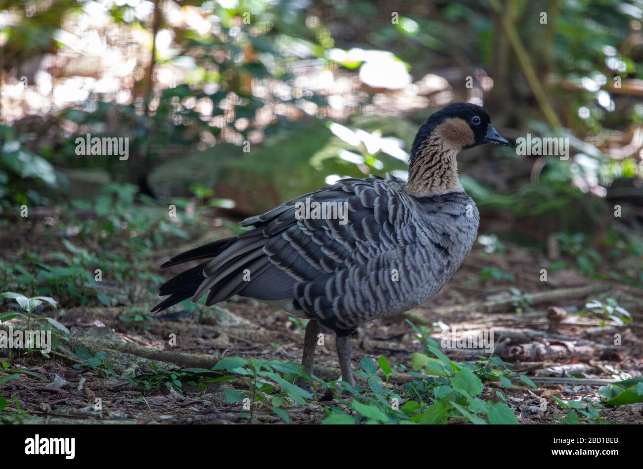 Hawaiian goose Stock Photo