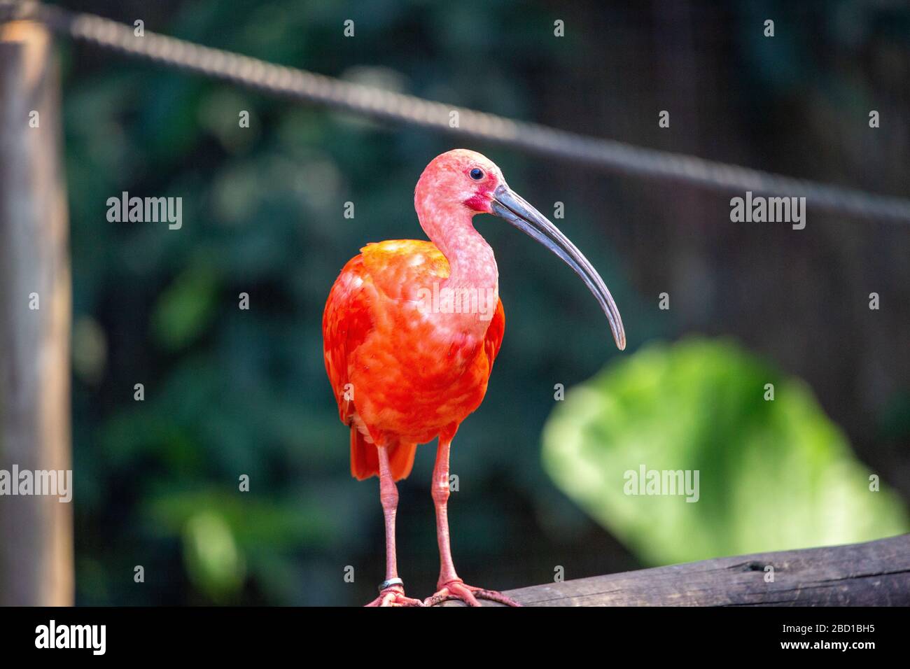 Scarlet Ibis Stock Photo