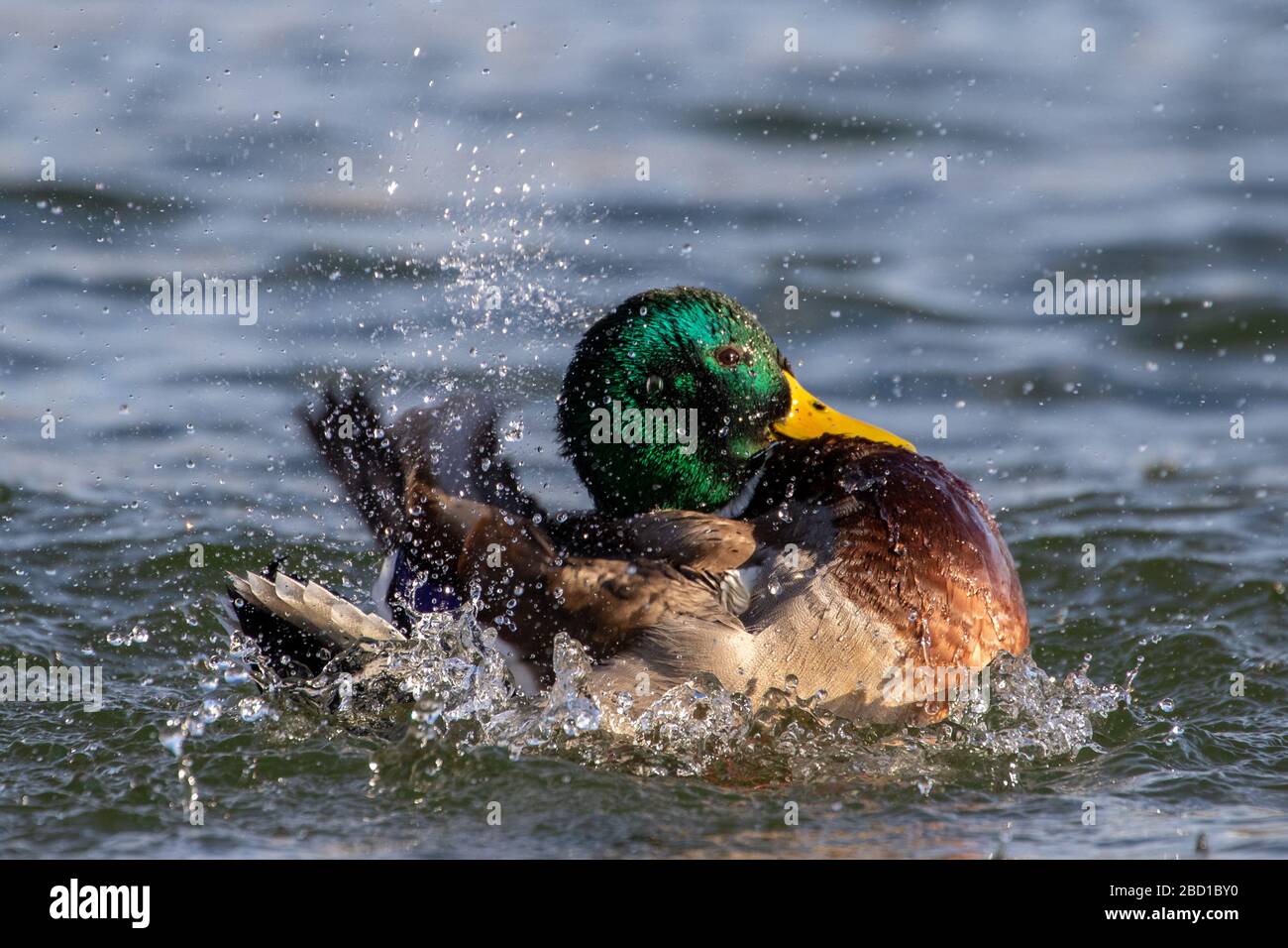 Duck taking a bath nice moment Stock Photo Alamy
