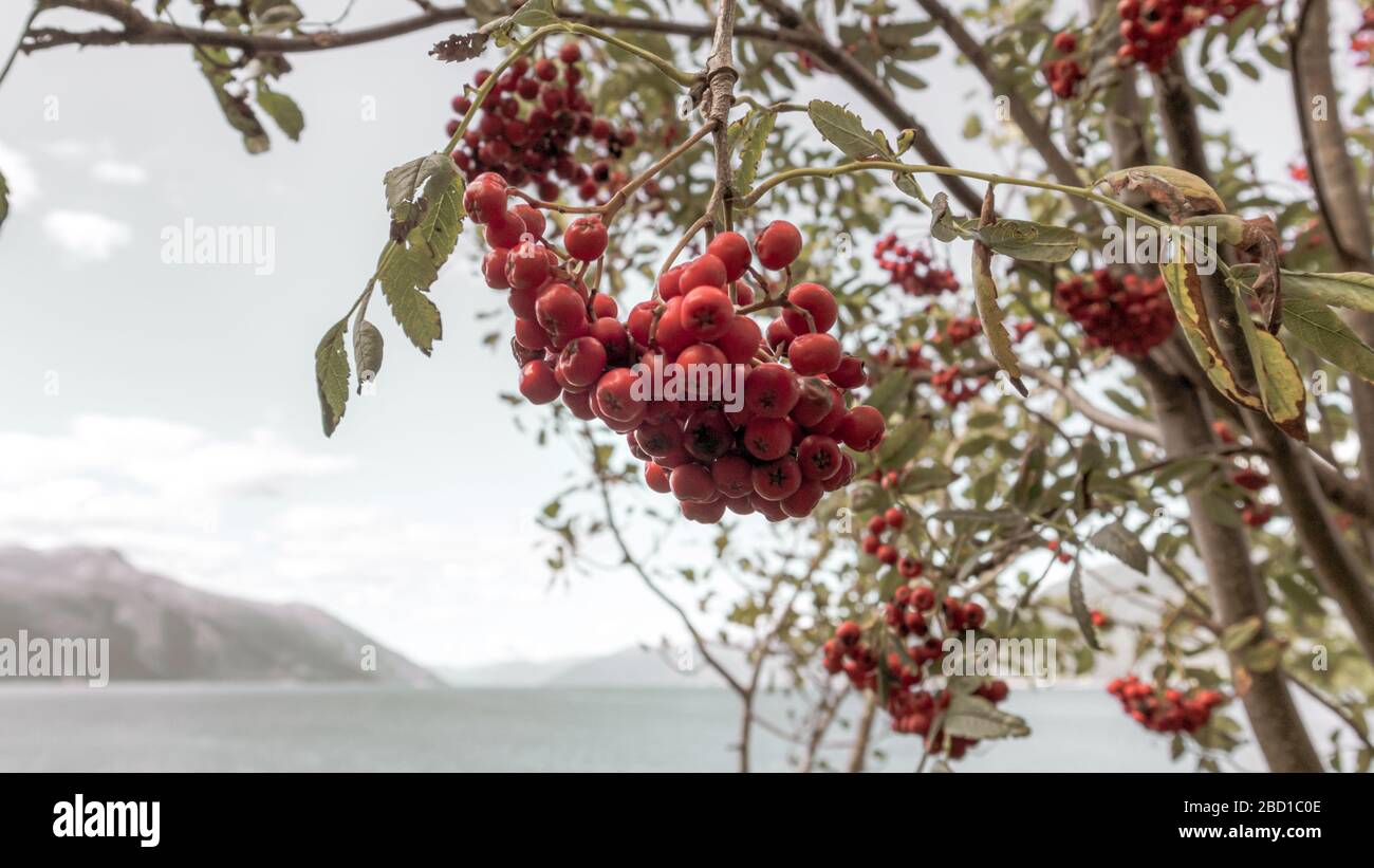 Red rowan berry close up on blurred water of norwegian fjord northern wild botany color graded view Stock Photo