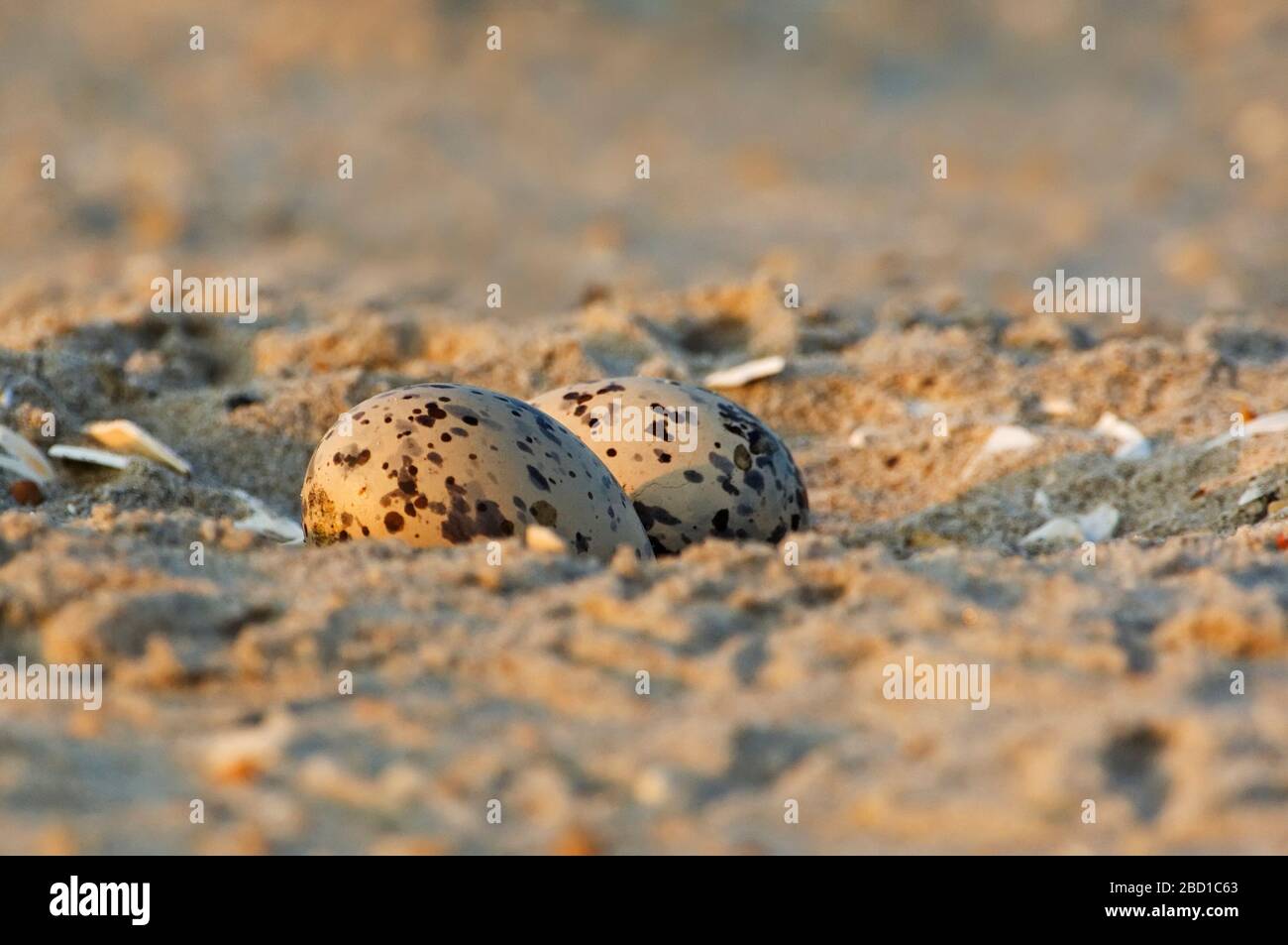 American Oystercatcher eggs in nest Stock Photo Alamy