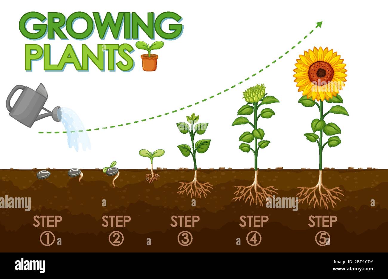 Diagram showing how plants grow from seed to sunflower illustration