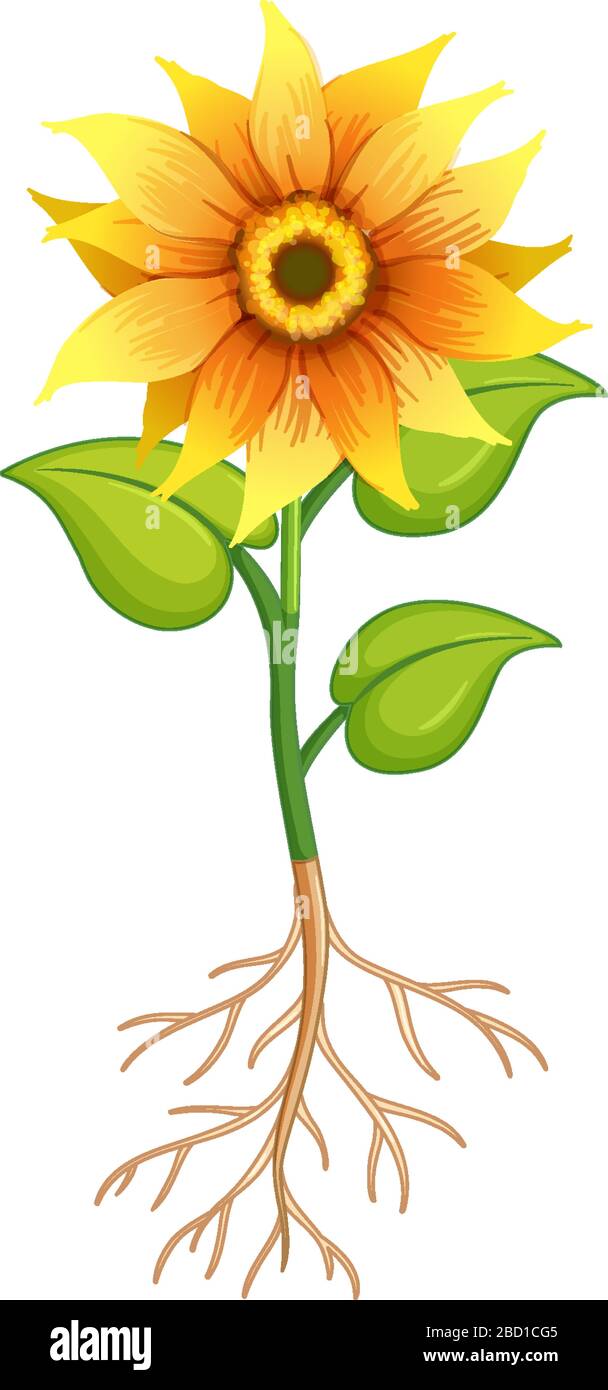 Sunflower flower with green leaves and roots on white background