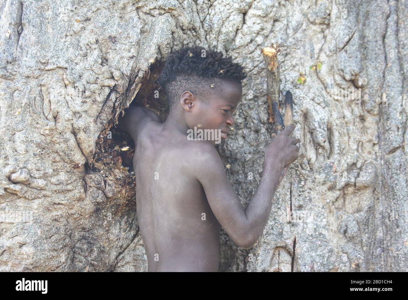 Africa, Tanzania, Lake Eyasi, young male Hadza child searches for honey. Hadza, or Hadzabe, are an indigenous ethnic group in north-central Tanzania, Stock Photo