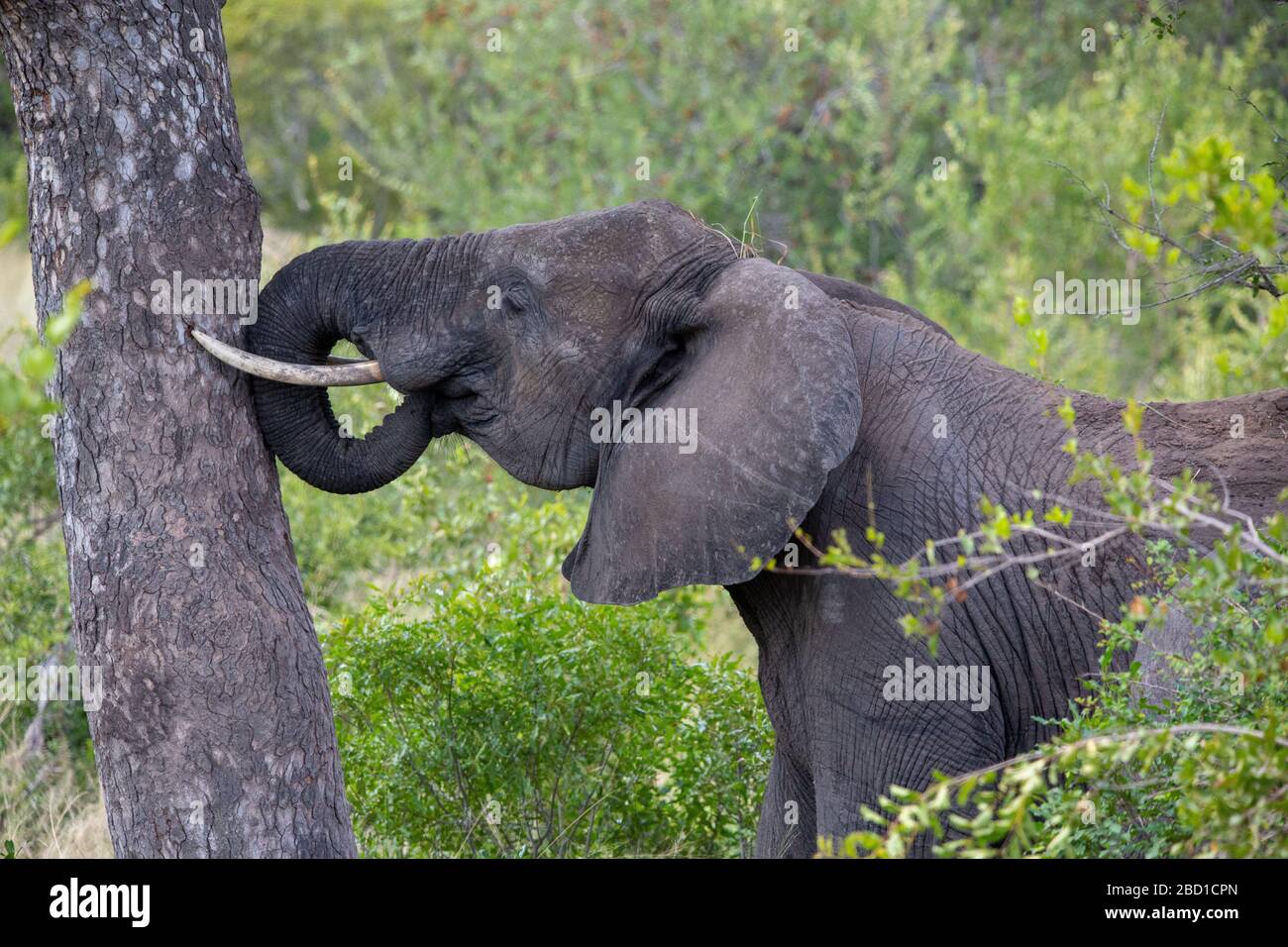 Elephant Pushing Tree High Resolution Stock Photography and Images Alamy