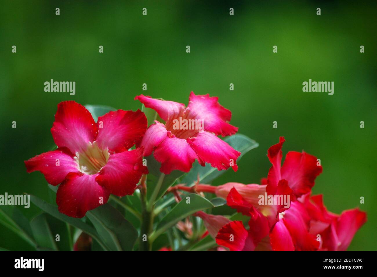 Pink adenium flower hi-res stock photography and images - Alamy