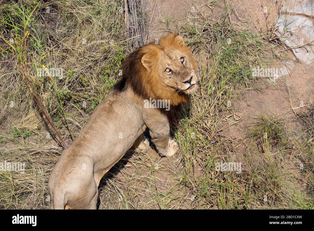 Lion