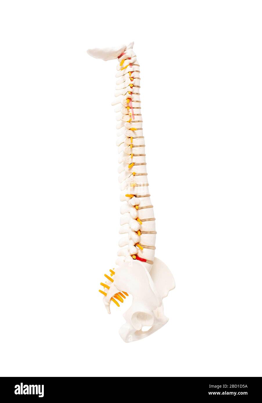 Mock up human spine on a white background. The concept of segments and divisions of the spine, the structure and anatomy of the bone marrow, nerves an Stock Photo