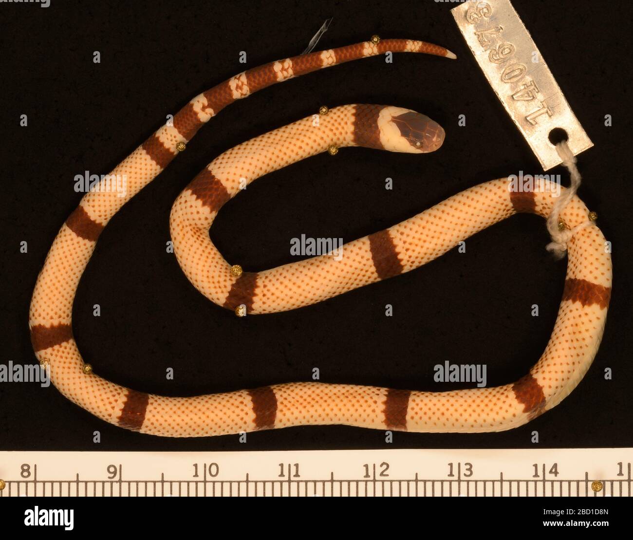 Micrurus clarki. 2 Oct 20181 Micrurus clarki Stock Photo Alamy