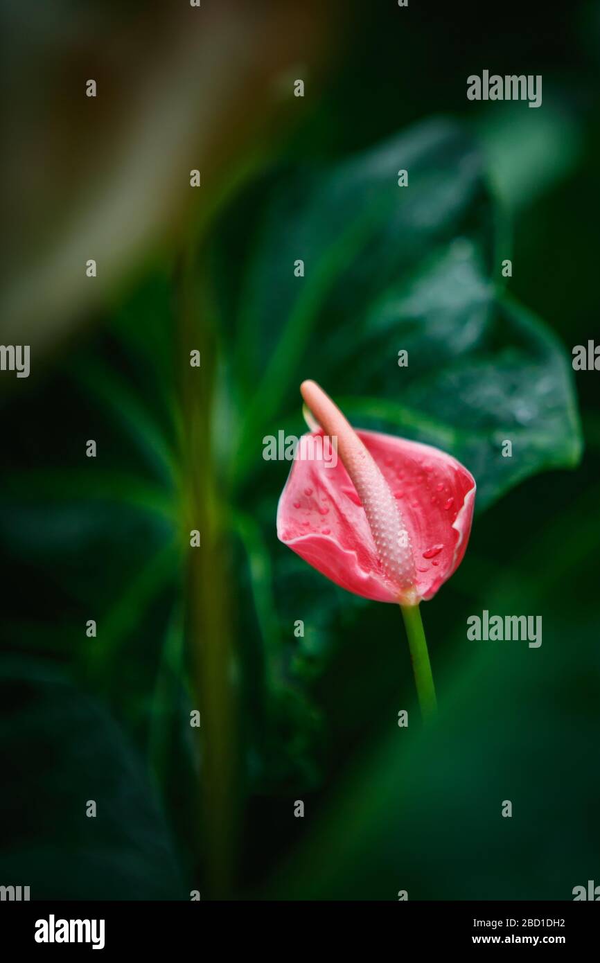 Exotic pink Calla Lily flower grow in botanical garden.Rare Anthurium  Andraeanum or Flamingo Lilies flowers growing in green park Stock Photo -  Alamy