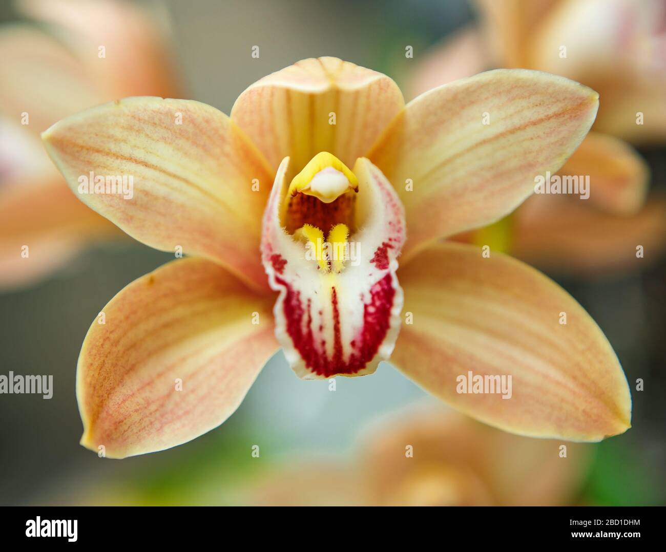 Exotic orange Orchidea flowers in botanical garden.Beautiful