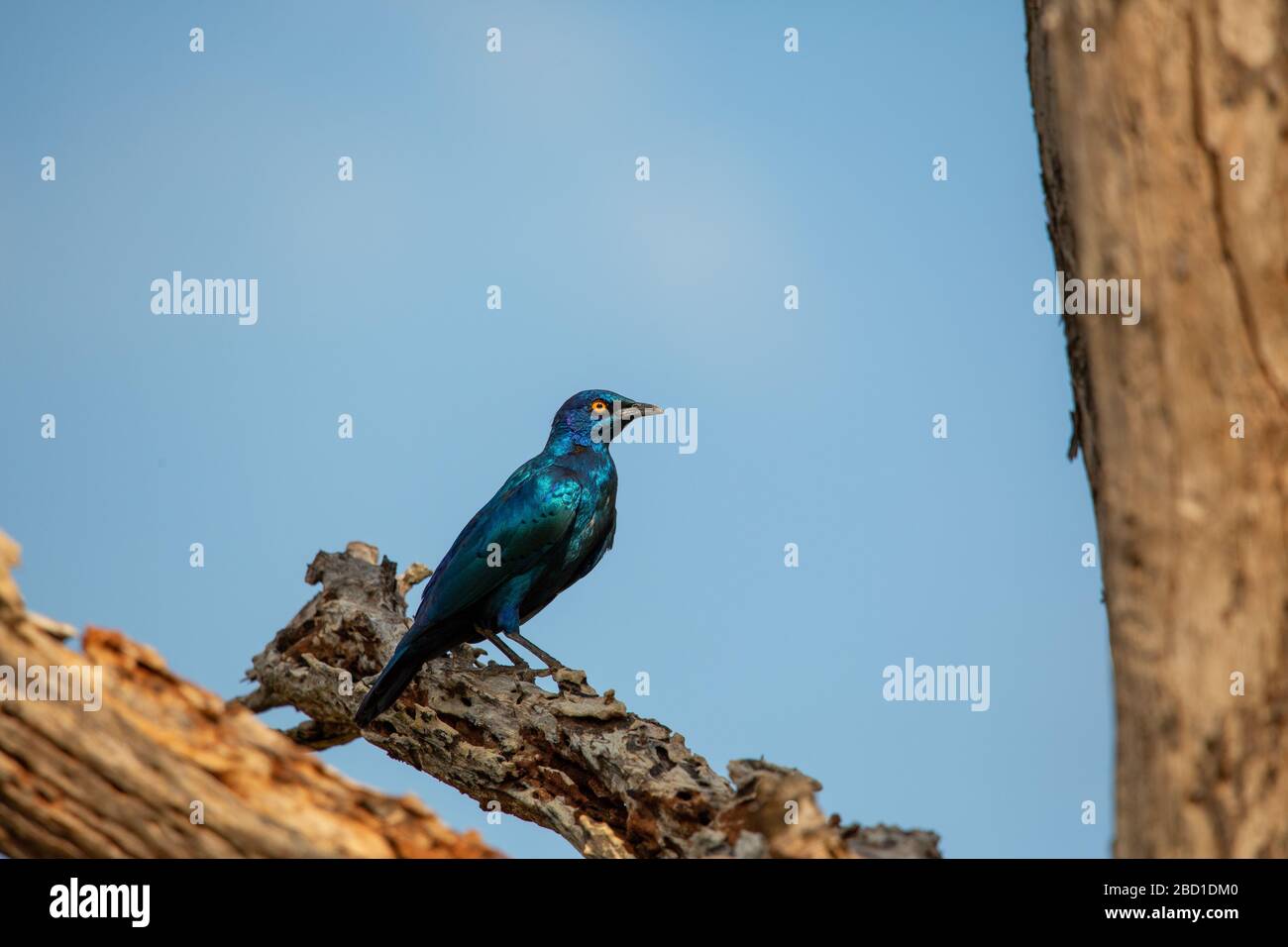 Black Bellied Starling Stock Photo