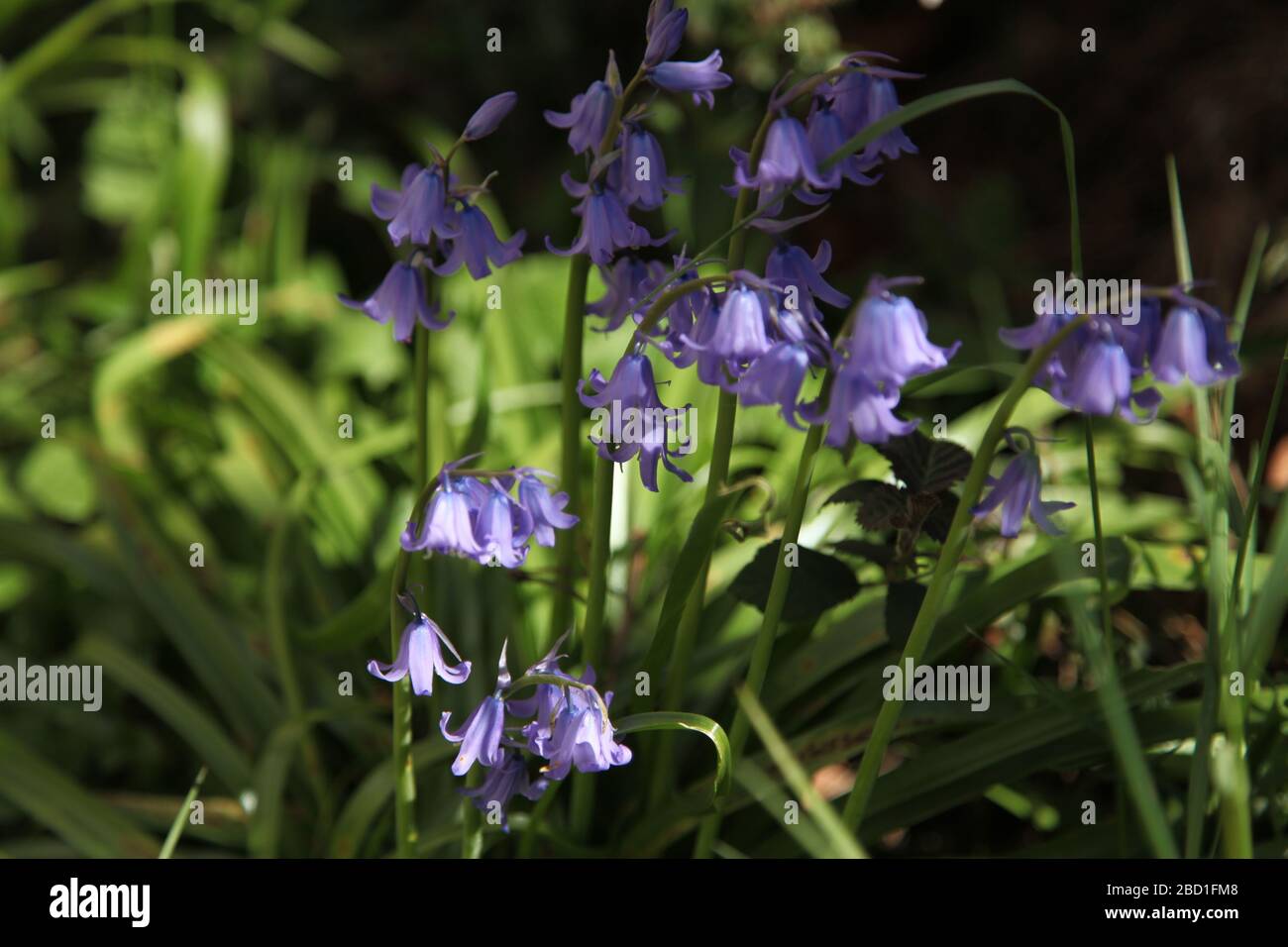 Close up of a Common Bluebell 'Hyacinthoides non-scripta' growing in a UK garden, Spring 2020 Stock Photo