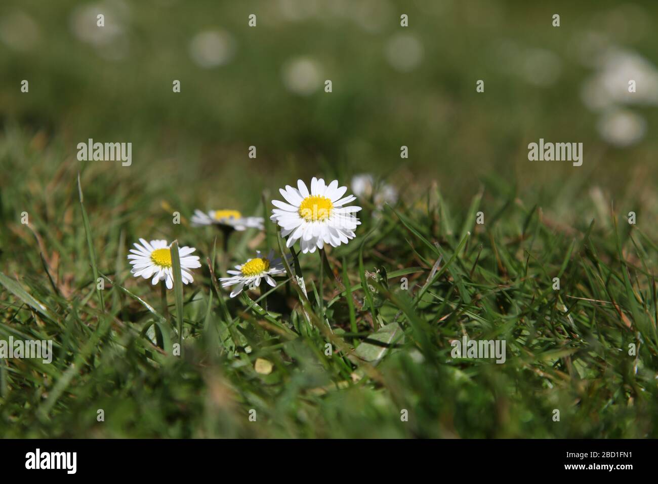 Myriad of English daisy flowers (Bellis perennis L.) growing on the lawn in a UK garden, Spring 2020 Stock Photo