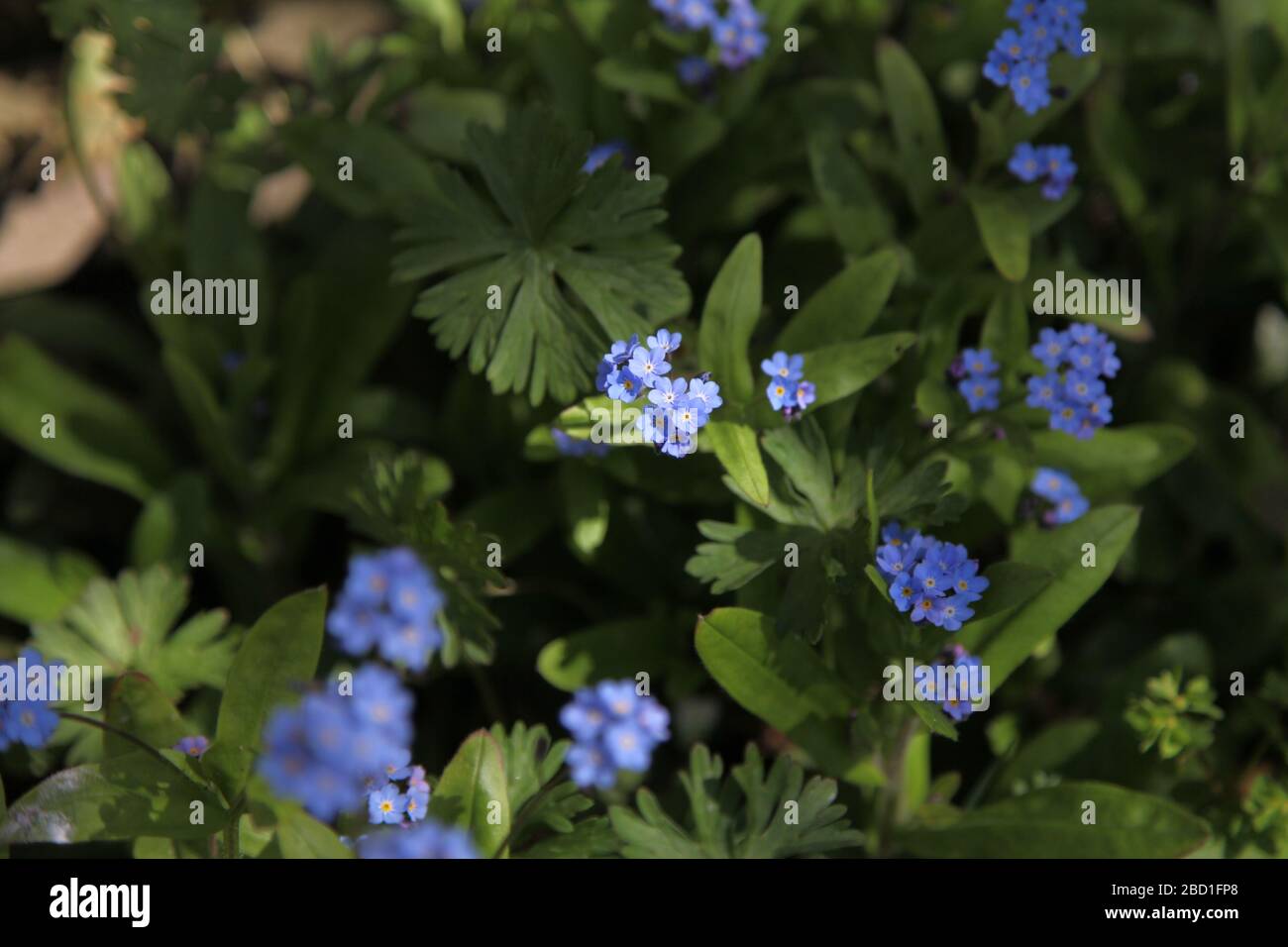Closeup of Forget Me Not 'Myosotis' in UK garden, a genus of flowering plants in the family Boraginaceae, Spring 2020 Stock Photo