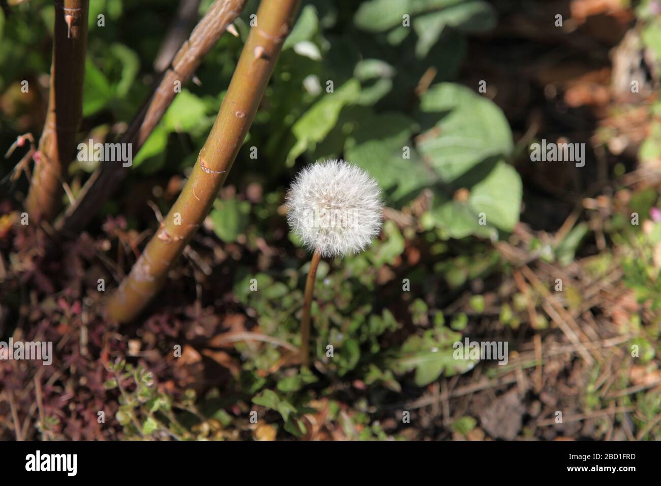 A dandelion 'Taraxacum' parachute ball head in a UK garden at daytime, Spring 2020 Stock Photo