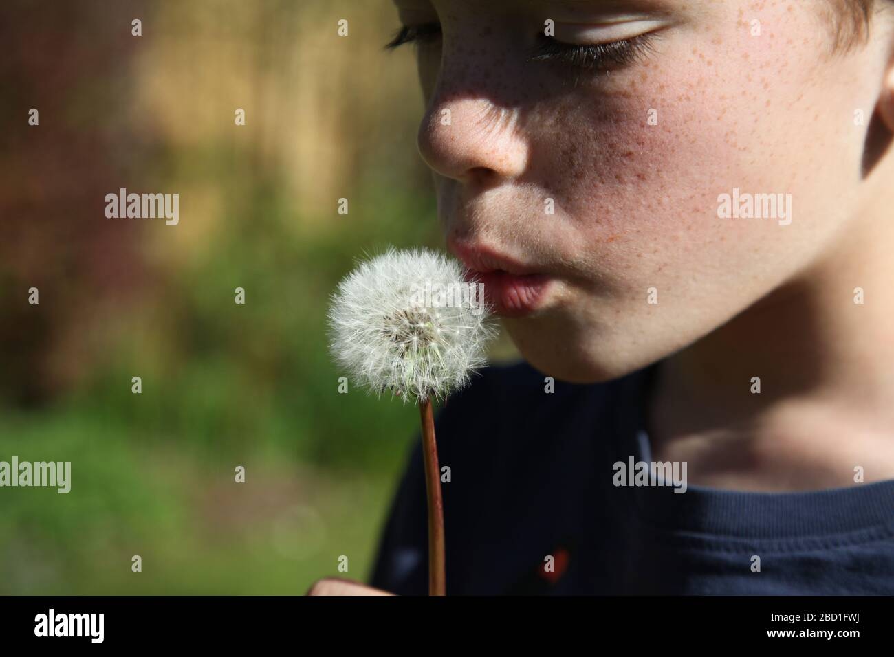 A young boy, aged 9, blows on a dandelion 'Taraxacum' parachute ball head in a UK garden at daytime, Spring 2020 Stock Photo