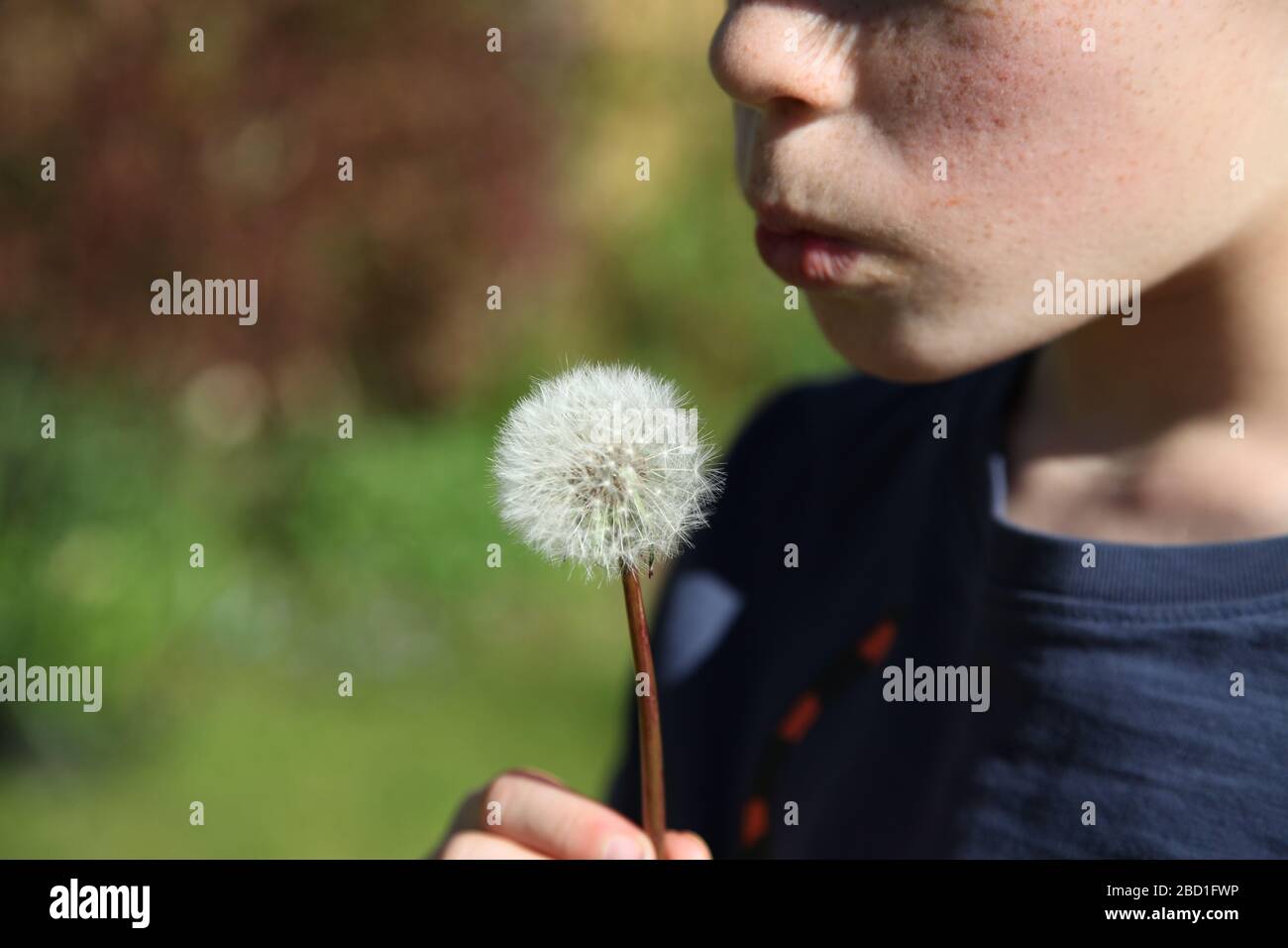 A young boy, aged 9, blowing on a dandelion 'Taraxacum' parachute ball head in a UK garden at daytime, Spring 2020 Stock Photo