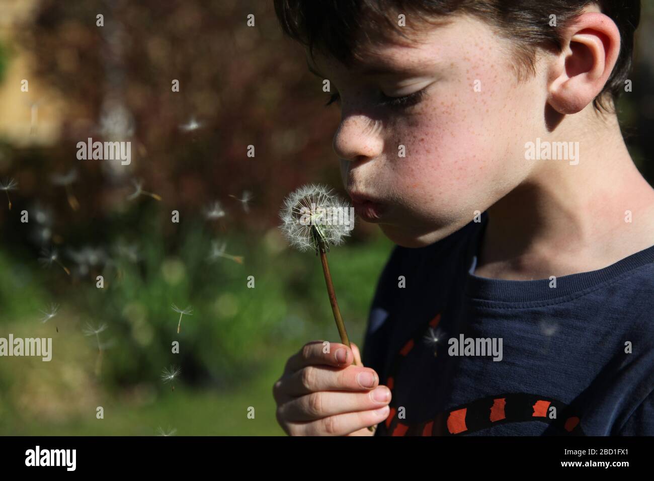 A young boy, aged 9, blowing on a dandelion 'Taraxacum' parachute ball head in a UK garden at daytime, pappus floating in wind, Spring 2020 Stock Photo