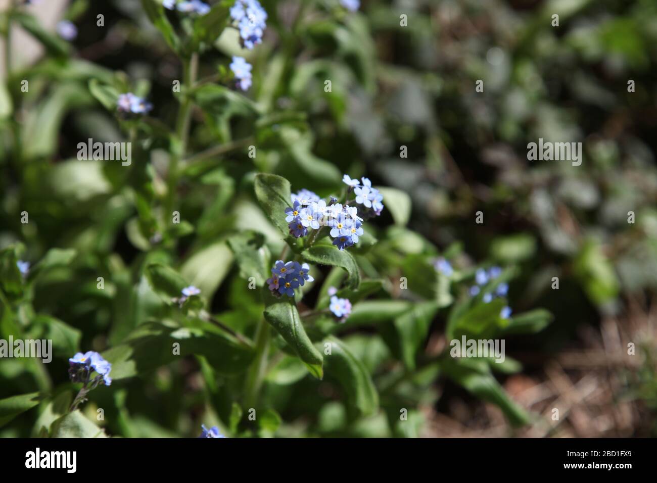 Closeup of Forget Me Not 'Myosotis' in UK garden, a genus of flowering plants in the family Boraginaceae, Spring 2020 Stock Photo
