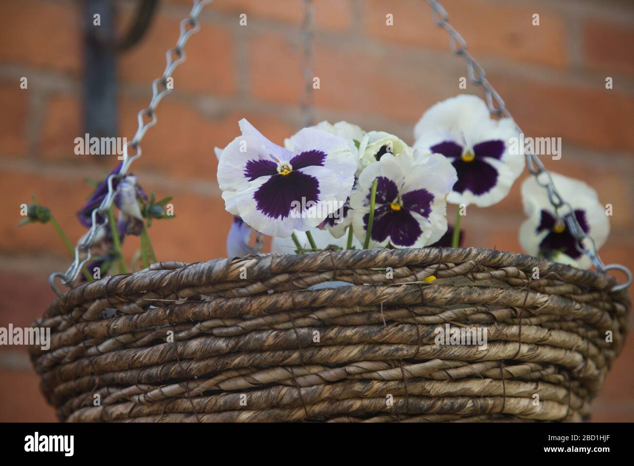 hanging baskets full of colourful pansies Stock Photo Alamy
