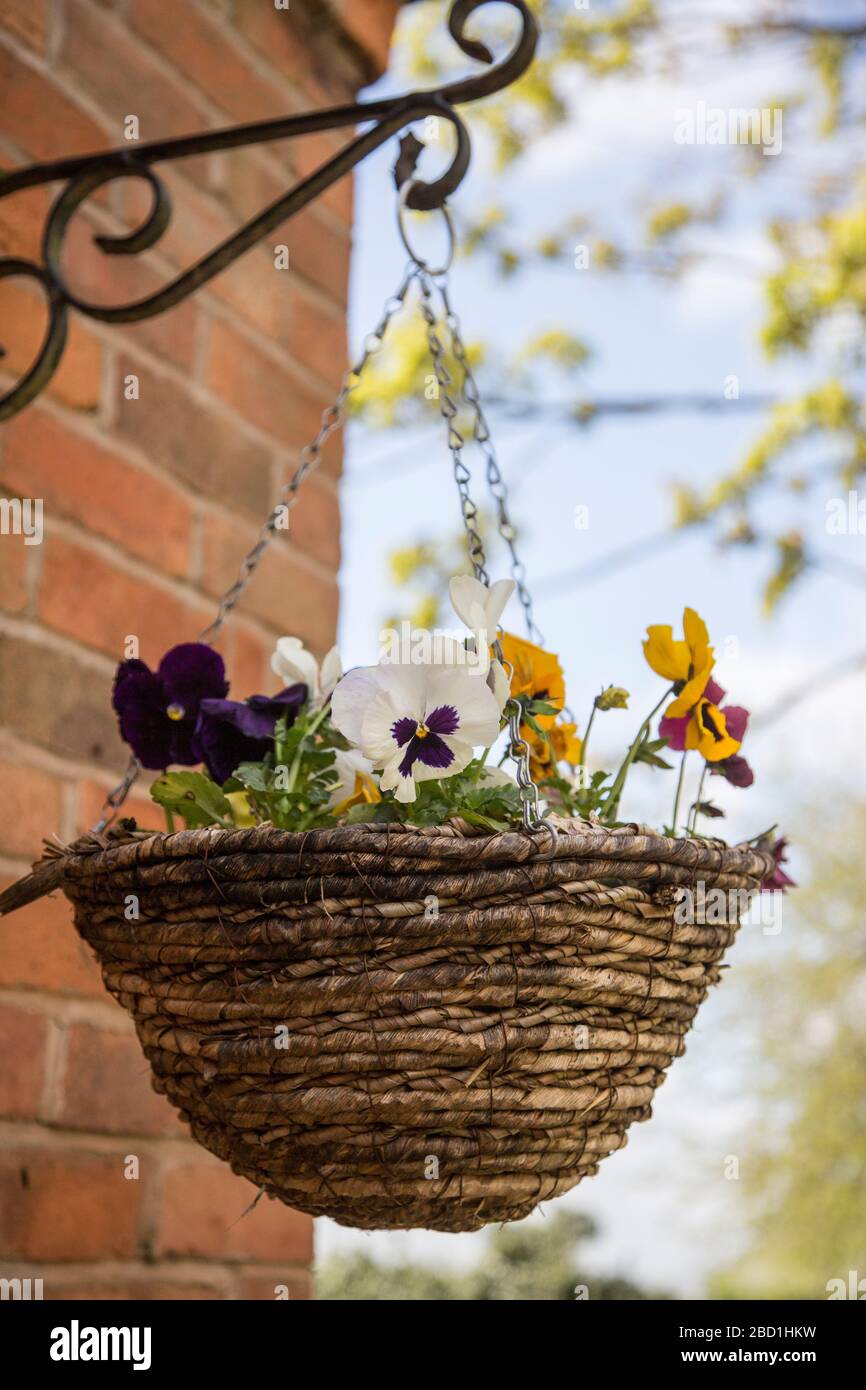 hanging baskets full of colourful pansies Stock Photo Alamy
