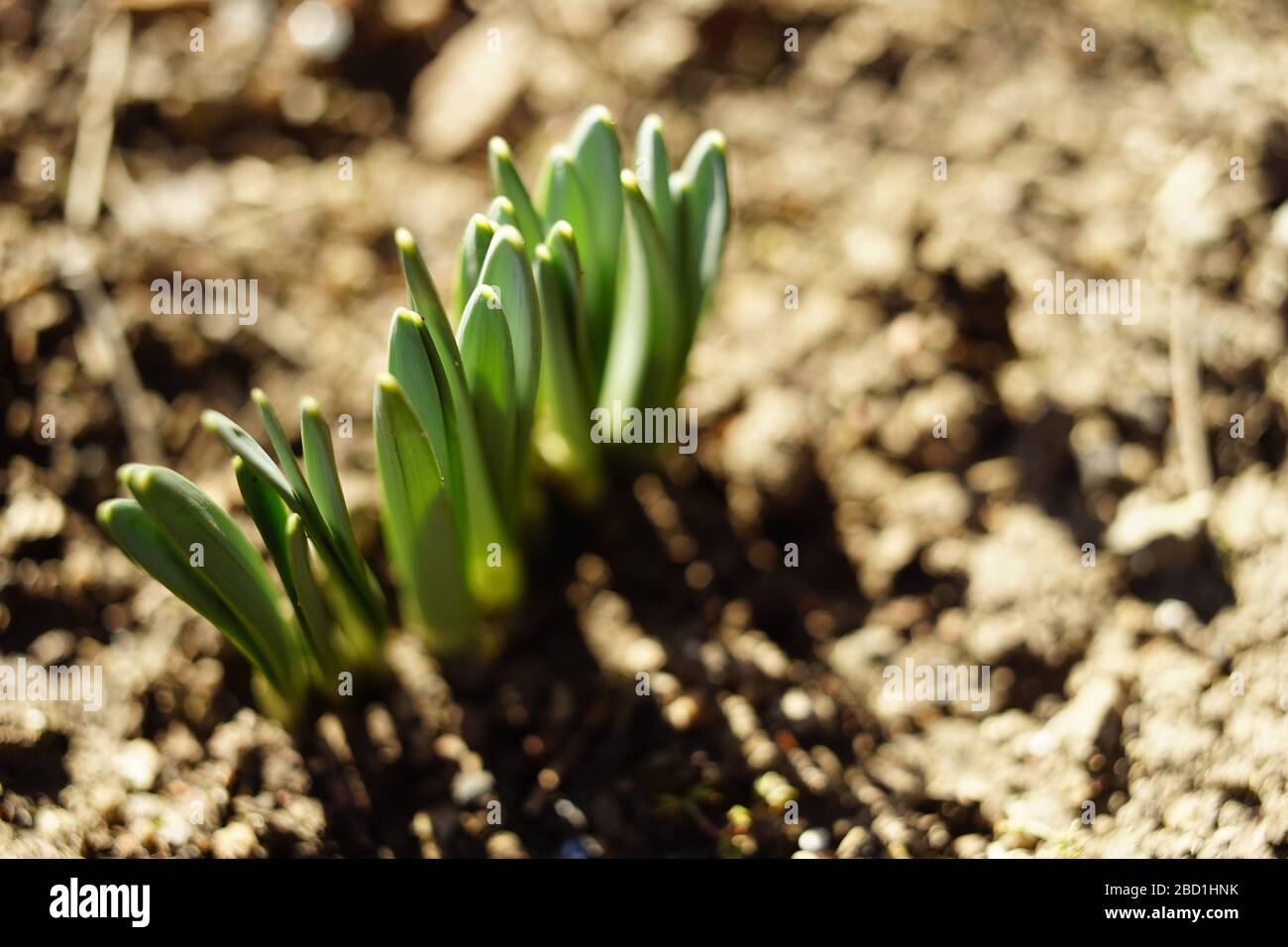 Fresh green sprouts of daffodils flowers grow in the garden ground in spring Stock Photo