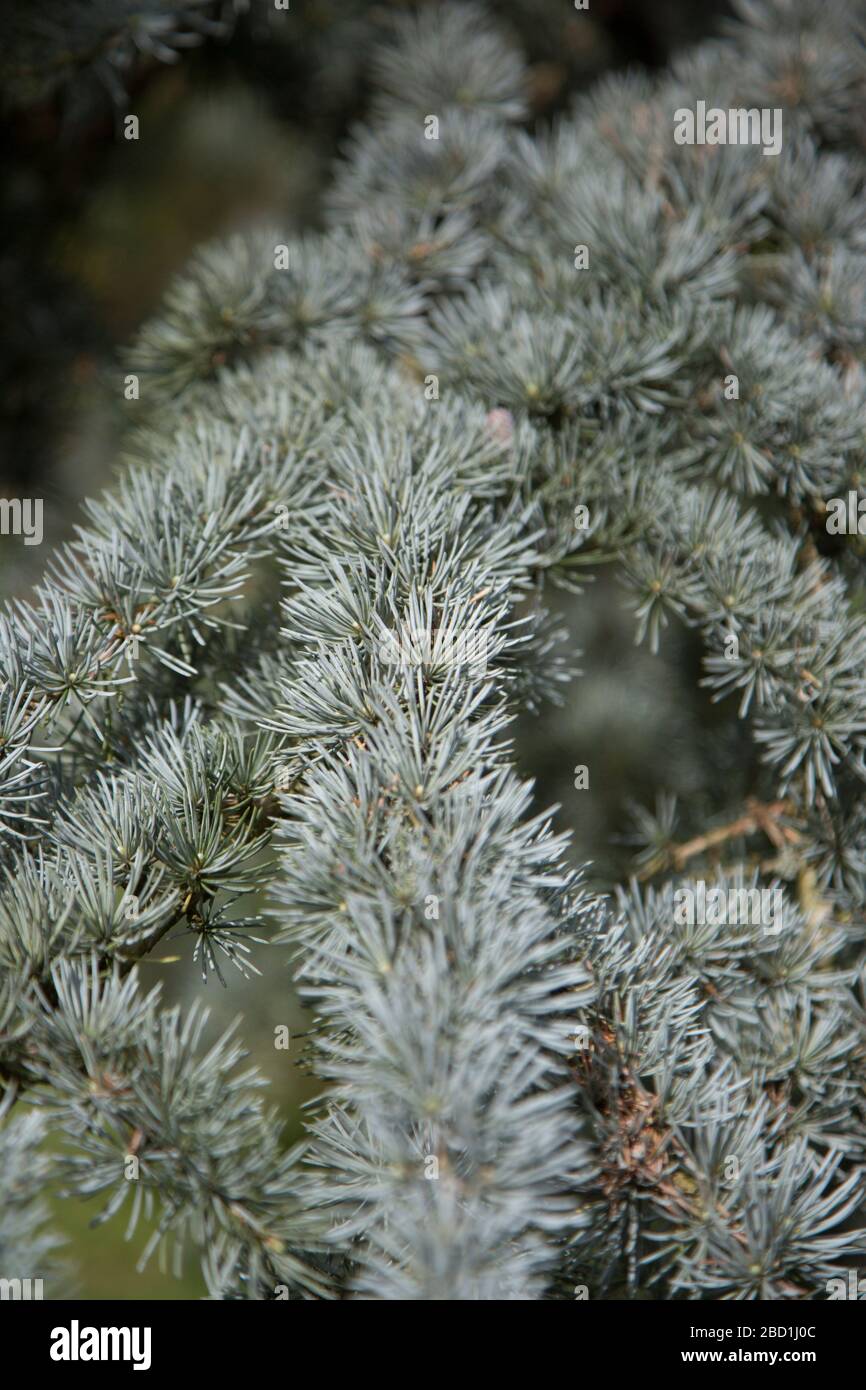 close up of pine tree branches, green needles and sunshine Stock Photo ...