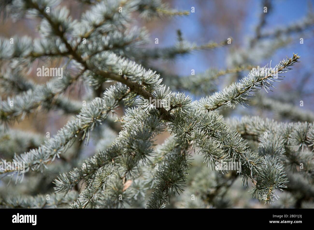 close up of pine tree branches, green needles and sunshine Stock Photo ...