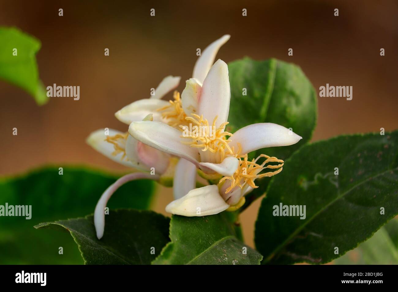 micro photography of white lemon flowers Stock Photo