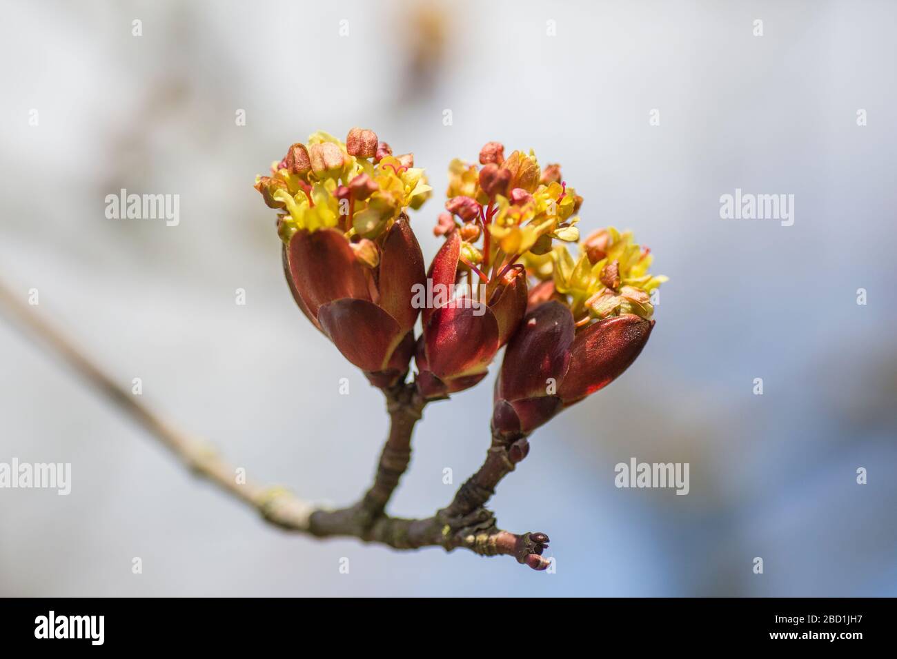blossom growing on trees, springtime in england Stock Photo Alamy
