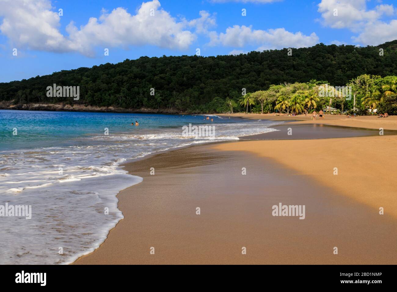 Tropical Anse de la Perle beach, palm trees, golden sand, blue sea, Death In Paradise location, Deshaies, Guadeloupe, Leeward Islands, Caribbean Stock Photo
