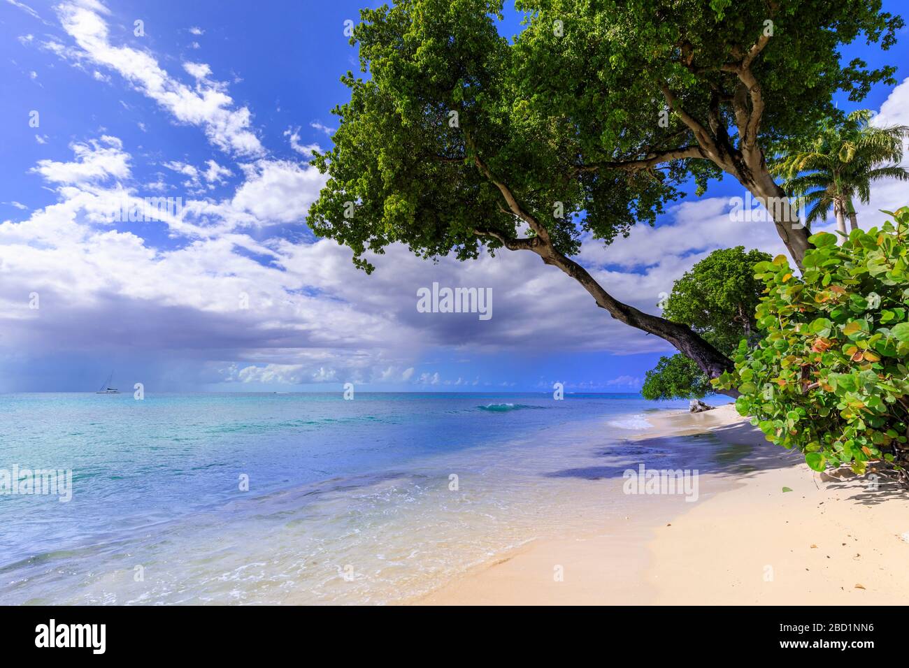 Paynes Bay, overhanging trees, fine pale pink sand beach, turquoise sea, beautiful West Coast, Barbados, Windward Islands, Caribbean Stock Photo