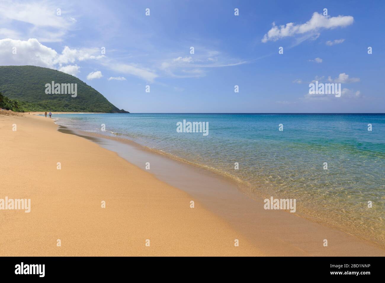 Tropical Grande Anse beach, palm trees, blue sea, golden sand, Deshaies, Basse Terre, Guadeloupe, Leeward Islands, Caribbean Stock Photo