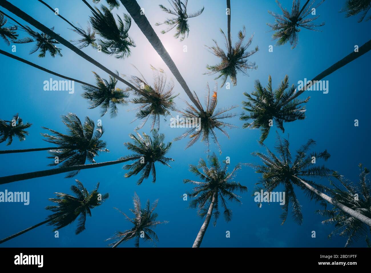 Palm trees in Ko Lanta Island, Phang Nga Bay, Thailand, Southeast Asia, Asia Stock Photo