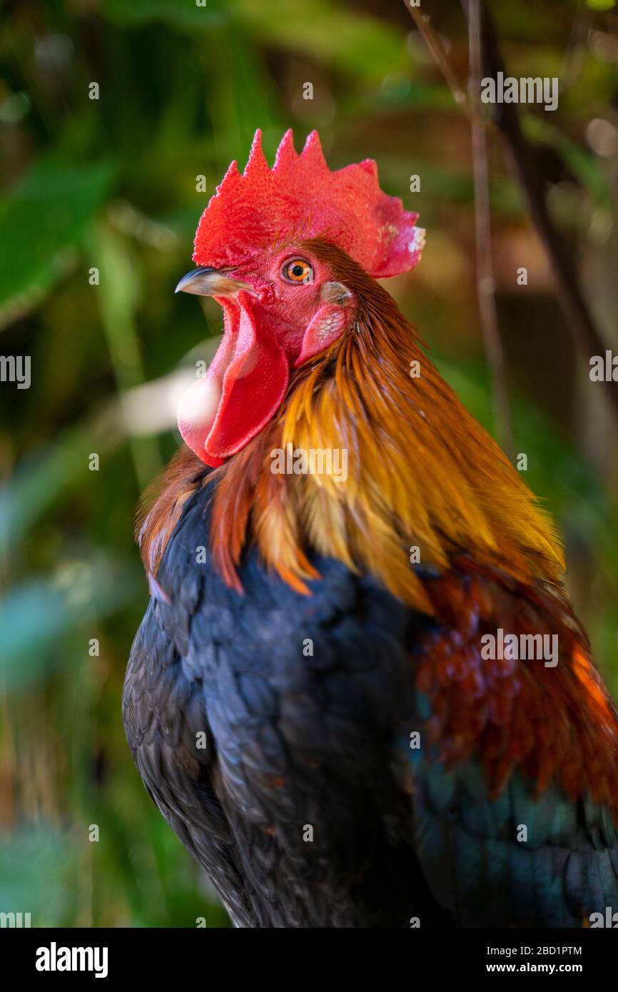 Rooster standing with blurred nature background, Ko Lanta Island, Phang Nga Bay, Thailand, Southeast Asia, Asia Stock Photo