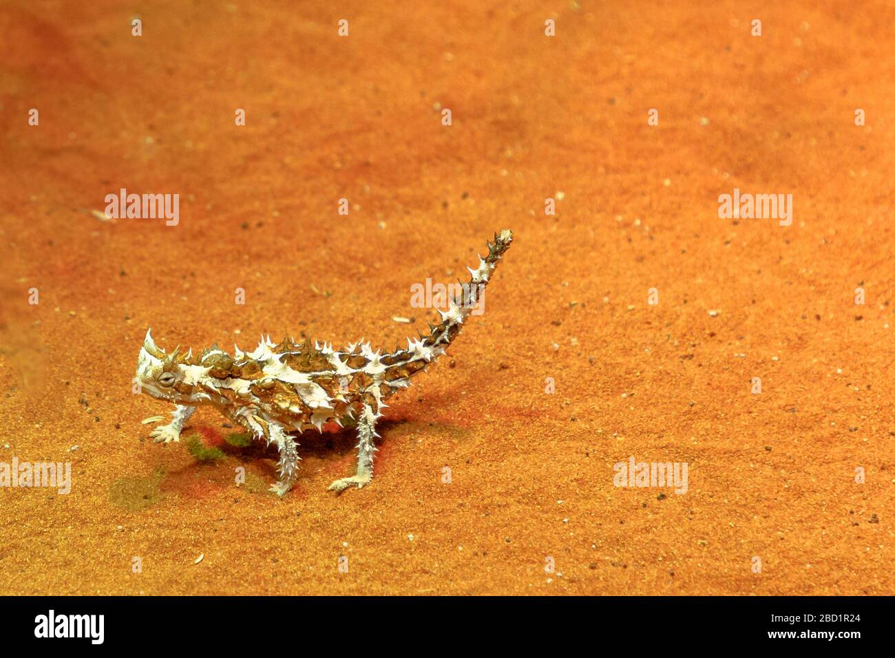 Thorny devil (Moloch horridus) walks on red sand in Desert Park at Alice Springs, Northern Territory, Central Australia, Pacific Stock Photo